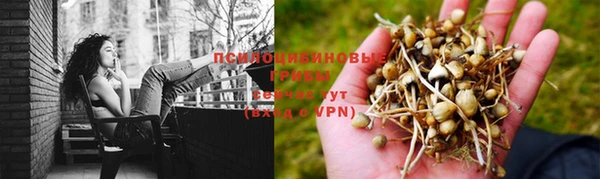 прущие грибы Сафоново